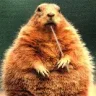 Groundhog