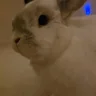 Rhobert5