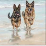 Wetgermandogs