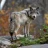 Cowboy_Wolf