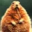 Groundhog