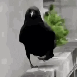 7odyxg.gif