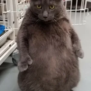 FAT CAT.webp